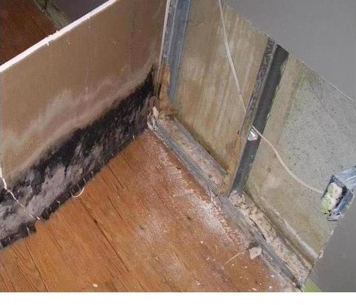 Mold colonies inside a wall