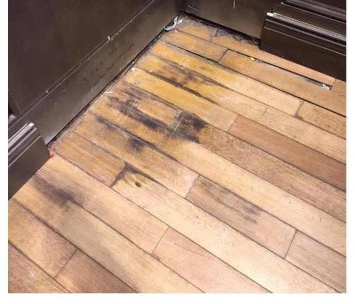 Mold on Floor Boards