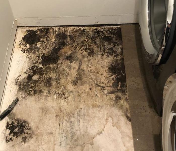 Mold in the laundry room
